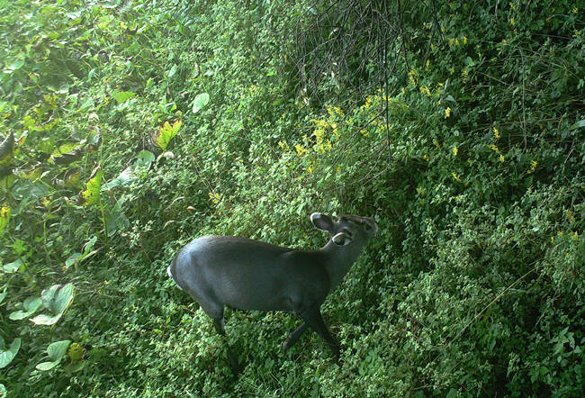 ���Ҷ����ص㱣��Ұ������ë��¹����Դ����ý�����Ĺ�ͼ