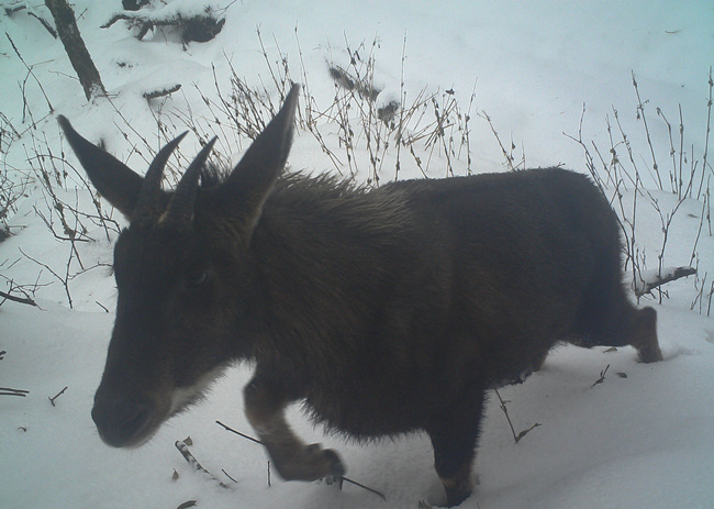 ���Ҷ����ص㱣��Ұ�������л����硣��Դ����ý�����Ĺ�ͼ