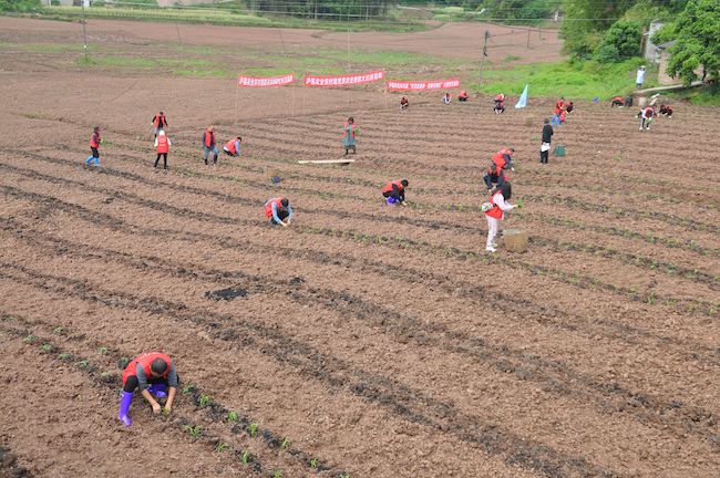 志愿者栽高粱秧苗。泸县农业农村局供图