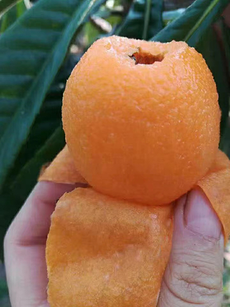˹ʵͼ