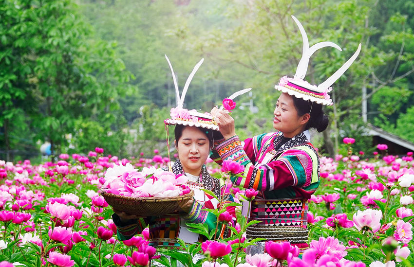 藏族姑娘采摘芍药花。胡宇摄