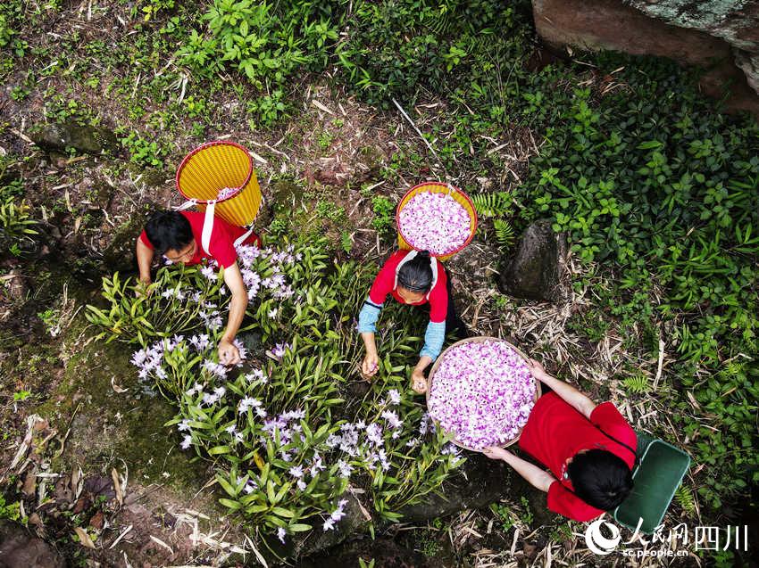 村民迎著晴好天氣採摘石斛花。劉傳福攝