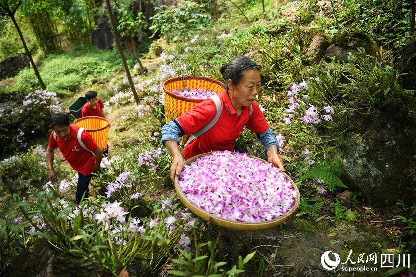 村民在石頭山上採摘石斛花。劉傳福攝
