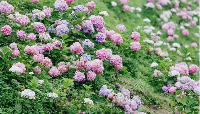 鹿野花塔盛開的繡球花。彭州市委宣傳部供圖