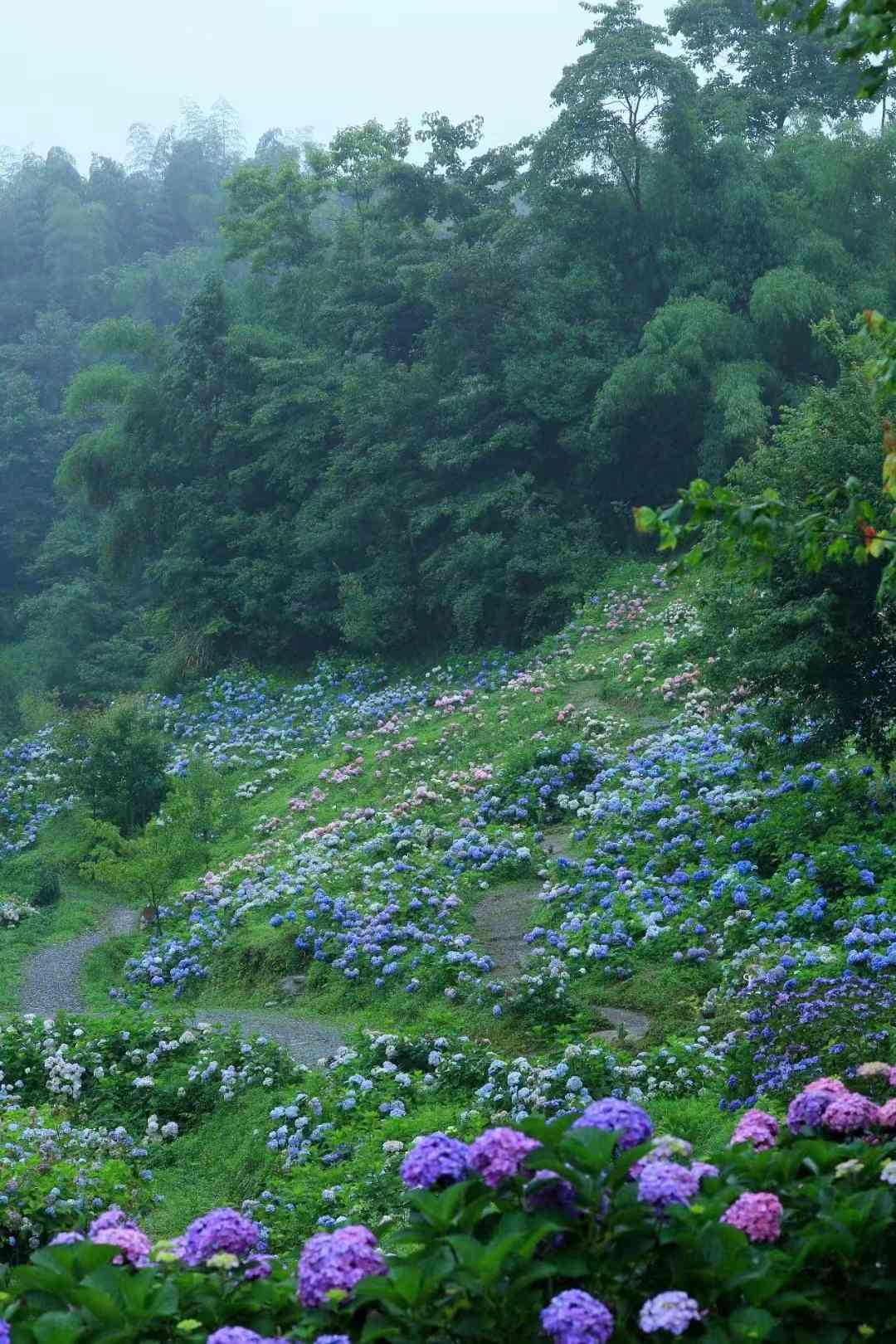 滿布山谷的繡球花。彭州市委宣傳部供圖