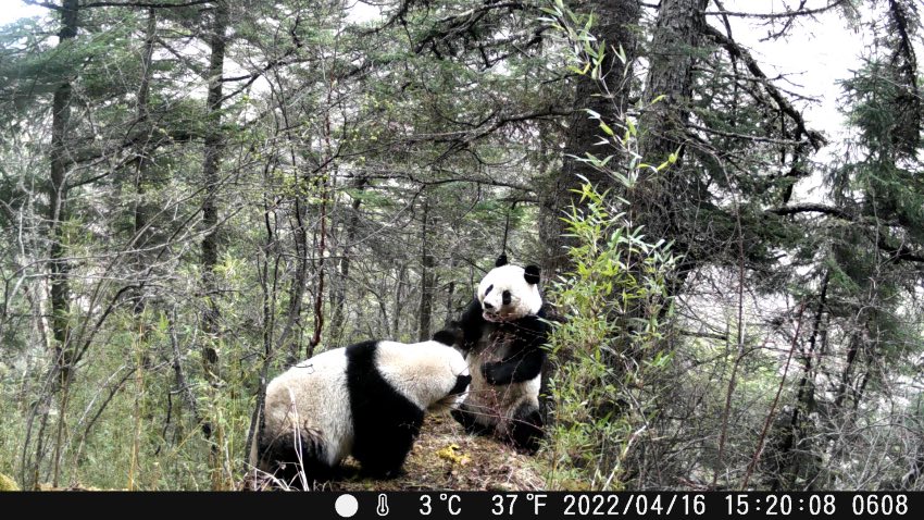 四川黃龍自然保護區在收集整理回收的紅外相機時發現，張家溝區域拍攝到大熊貓聚集打斗爭奪交配權的畫面。圖片來自視頻截圖