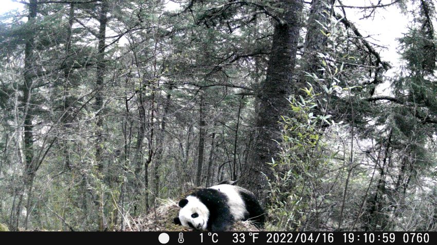 四川黃龍自然保護區在收集整理回收的紅外相機時發現，張家溝區域拍攝到大熊貓聚集打斗爭奪交配權的畫面。圖片來自視頻截圖