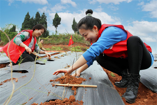 志願者栽種天冬。內江東興區融媒體中心供圖