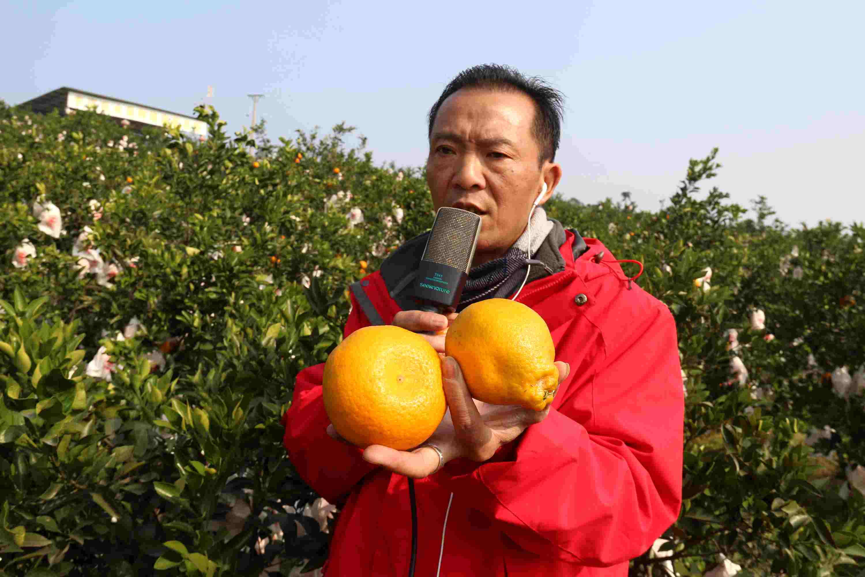 荣县通过直播销售柑橘。荣县县委宣传部供图