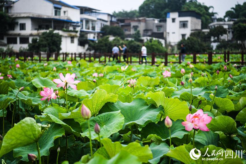 游客在荷花基地里游玩拍照。刘传福摄