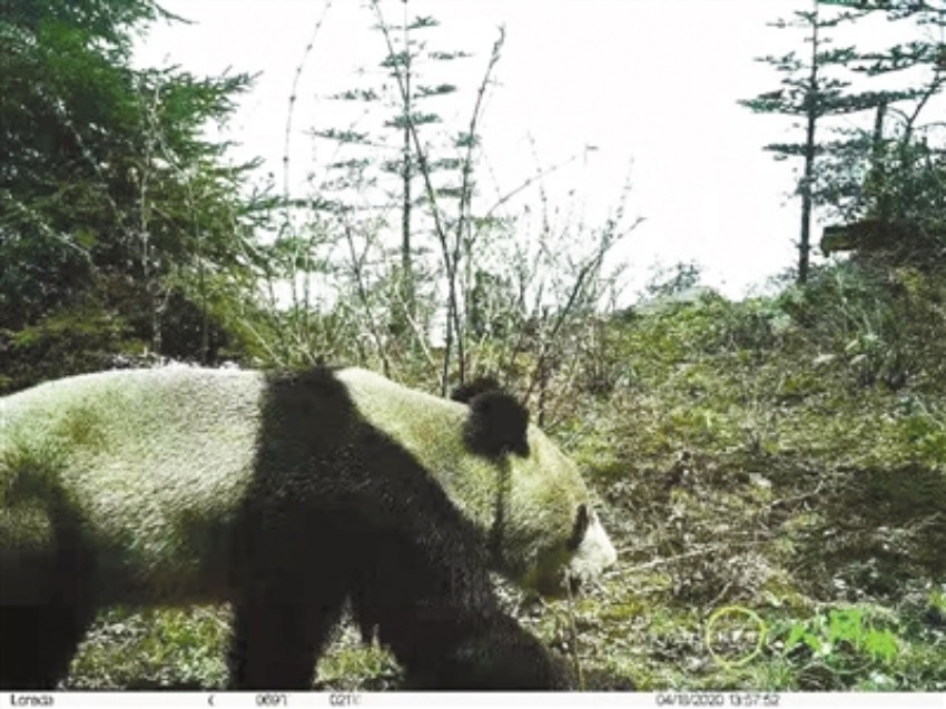 金口河區八月林自然保護區拍攝到野生大熊貓影像。樂山市生態環境局供圖