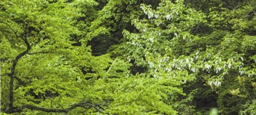 馬邊大風頂國家級自然保護區內生長的珙桐和連香。樂山市生態環境局供圖