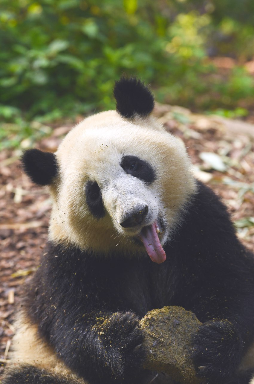 大熊猫“和叶”。pandapia熊猫乌托邦供图