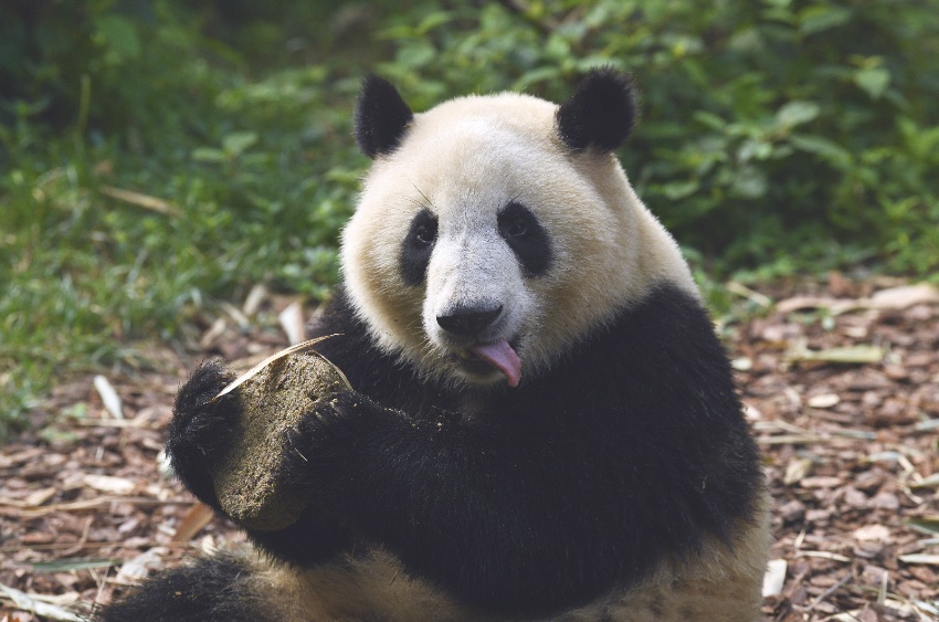 过生日的“和叶”。pandapia熊猫乌托邦供图