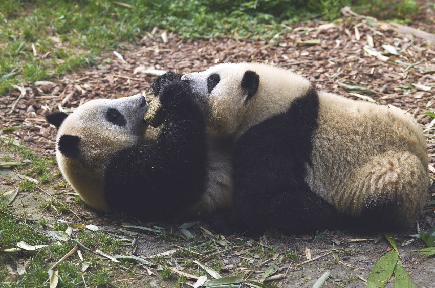 “和叶”（左）与“和花”（右）。 pandapia熊猫乌托邦供图