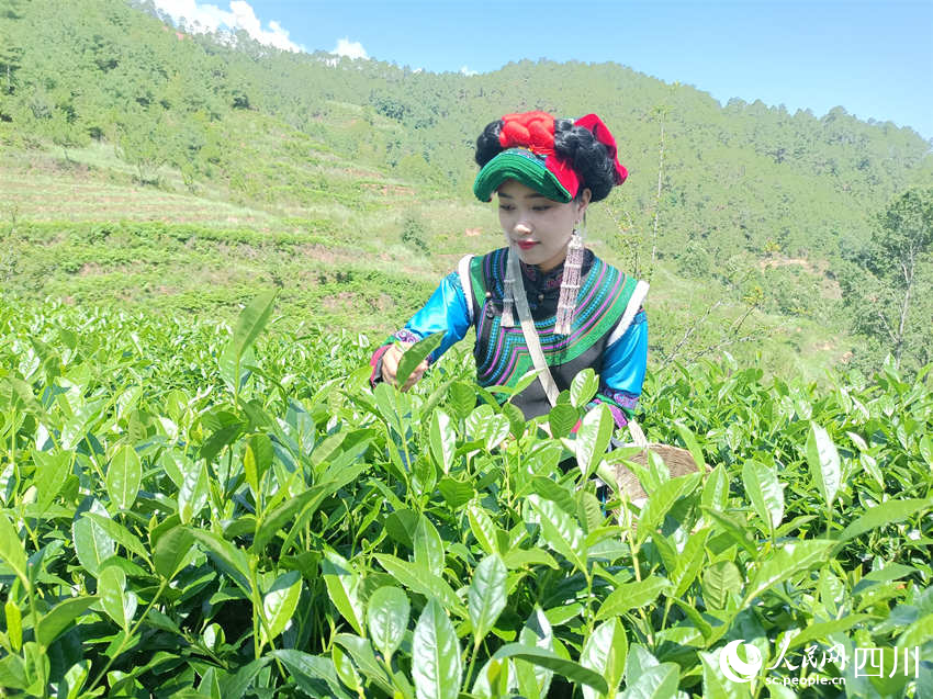 采摘夏茶。吴舒婷摄