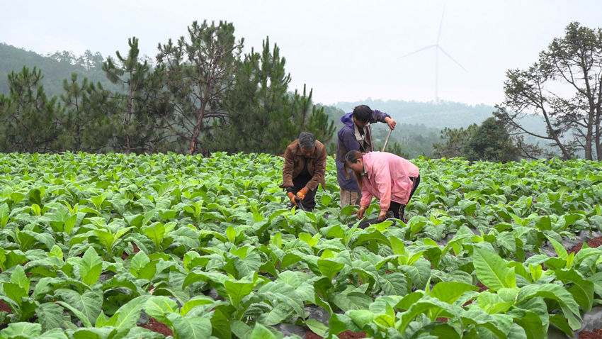 烟叶产业已成为四川攀枝花二半山区的重要支柱产业。许君摄