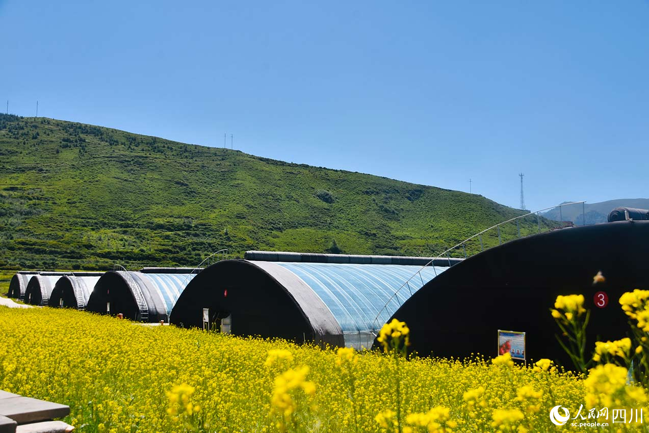 产业园蔬菜基地大棚。王曦摄