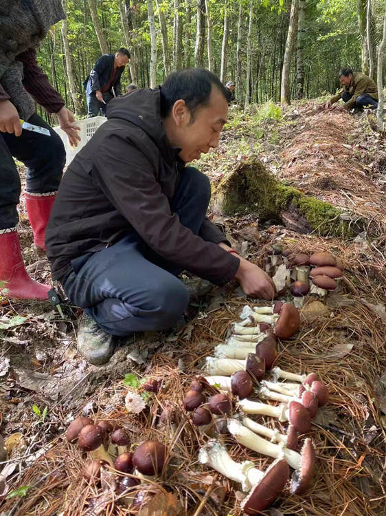 村民采摘赤松茸。朝天区融媒体中心供图