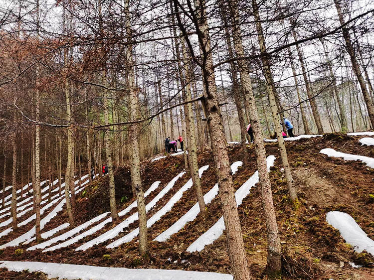 林下套种食用菌。朝天区融媒体中心供图