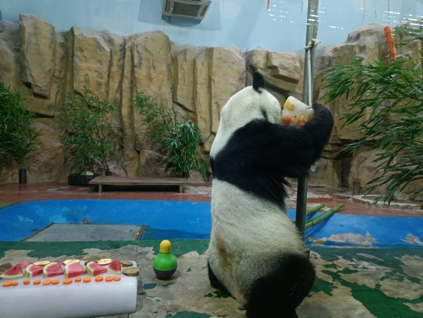 享受冰蛋糕的大熊猫。成都动物园供图