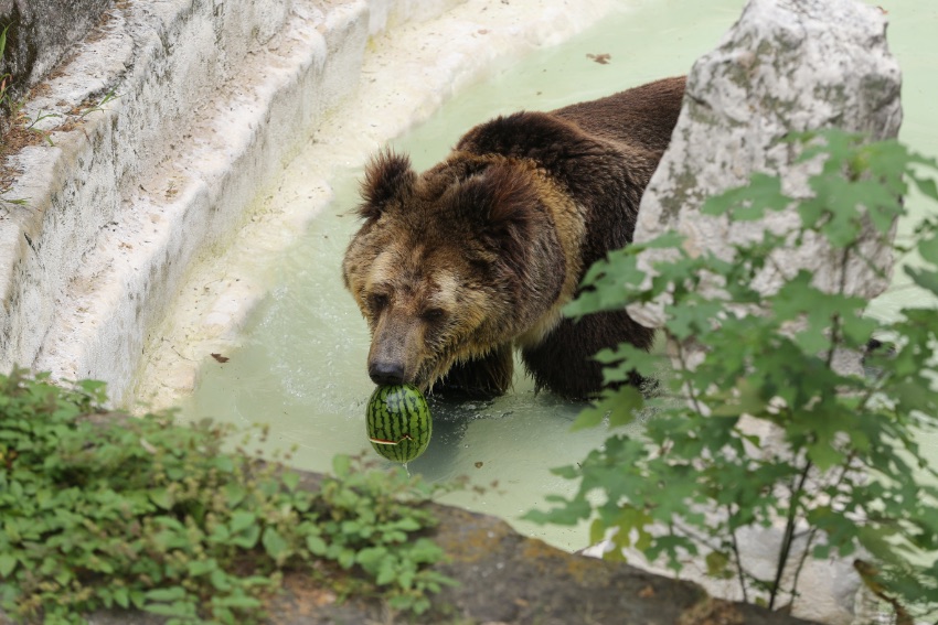 马熊正在享受西瓜。成都动物园供图