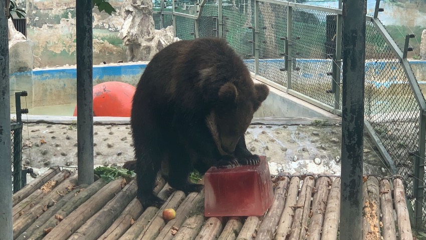 熊吃冰块。成都动物园供图