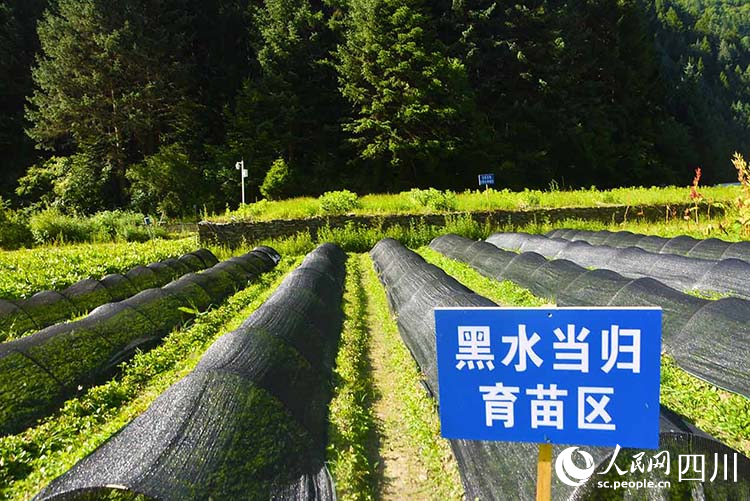 药蜜谷百草园种植区。王曦摄