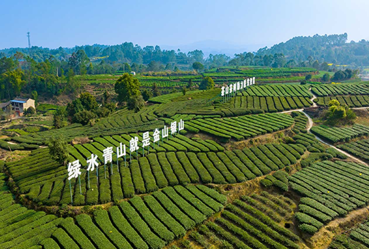 俯瞰荣县茶园。荣县农业农村局供图