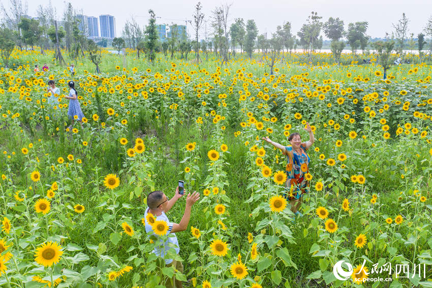 金色花海迎客来。翁光建摄