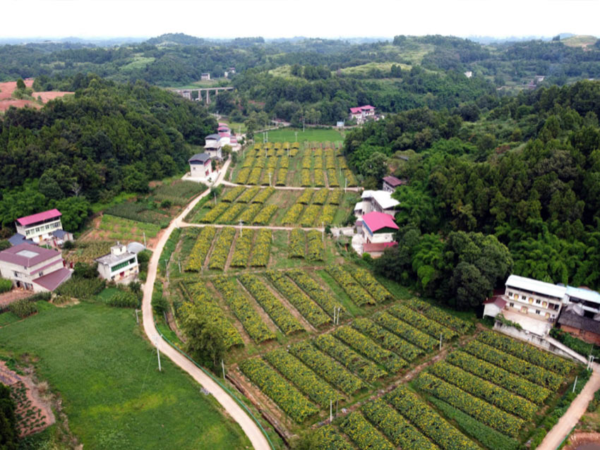 成都粤系蔬菜种植专业合作社的蔬菜地。成都市金堂县农业农村局供图