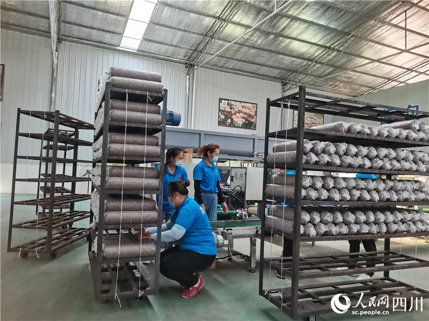 工人在武胜县桑枝菌制种基地厂房内摆放菌包。贺樊丽摄