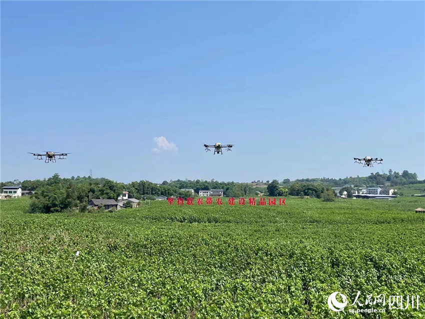 无人机在武胜县蚕桑现代农业园区作业。贺樊丽摄