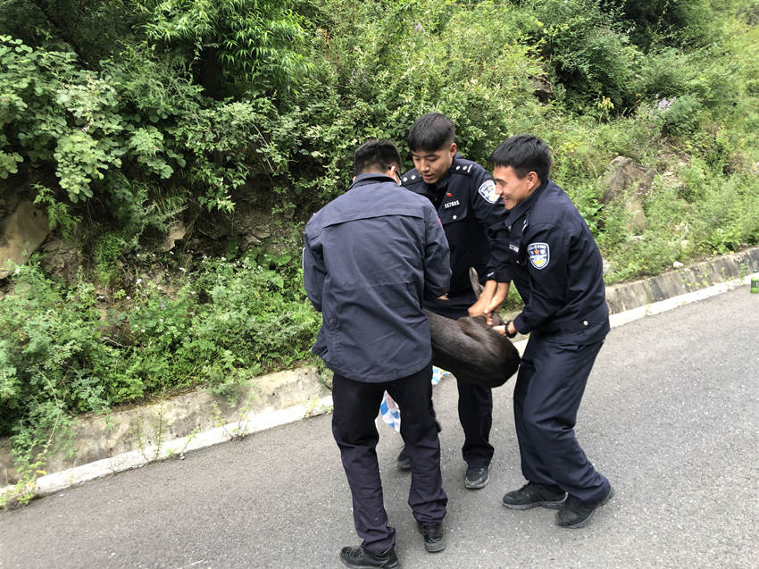 毛冠鹿成功被救助。新龙公安供图