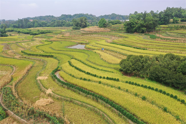 层层稻浪呈阶梯式铺满稻田。泸县融媒体中心供图