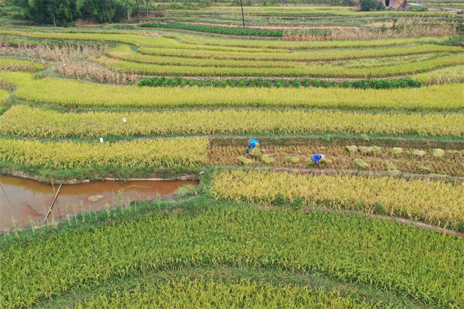 村民们手工收割水稻。泸县融媒体中心供图