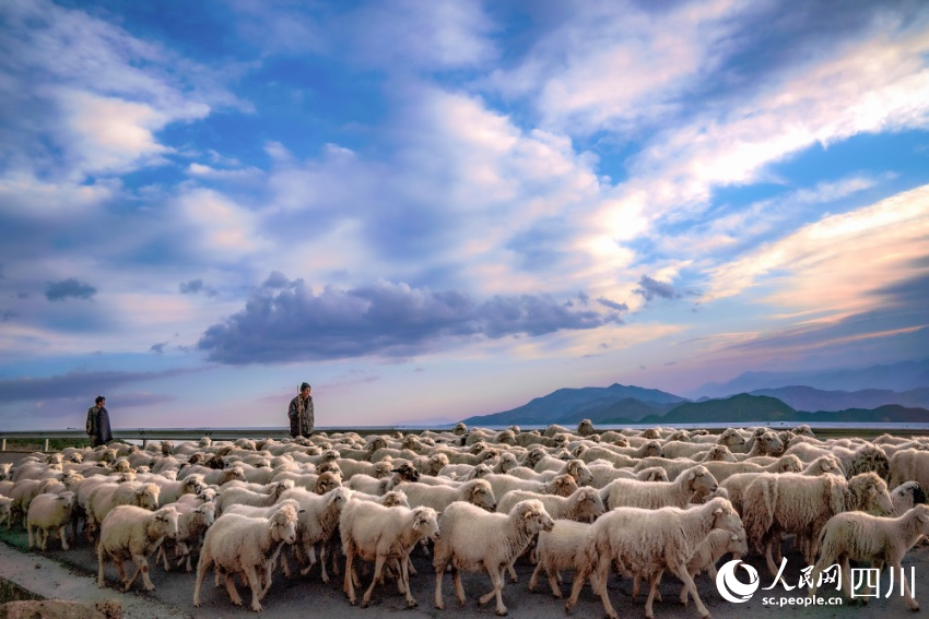 金阳县百草坡镇丙乙底村，村民赶着羊群走过。王秀林摄