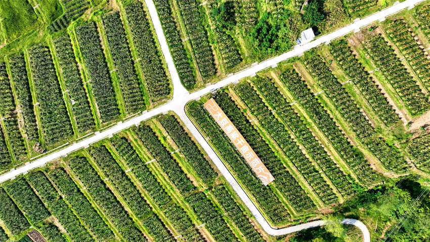 航拍高粱示范基地。宣汉县委宣传部供图