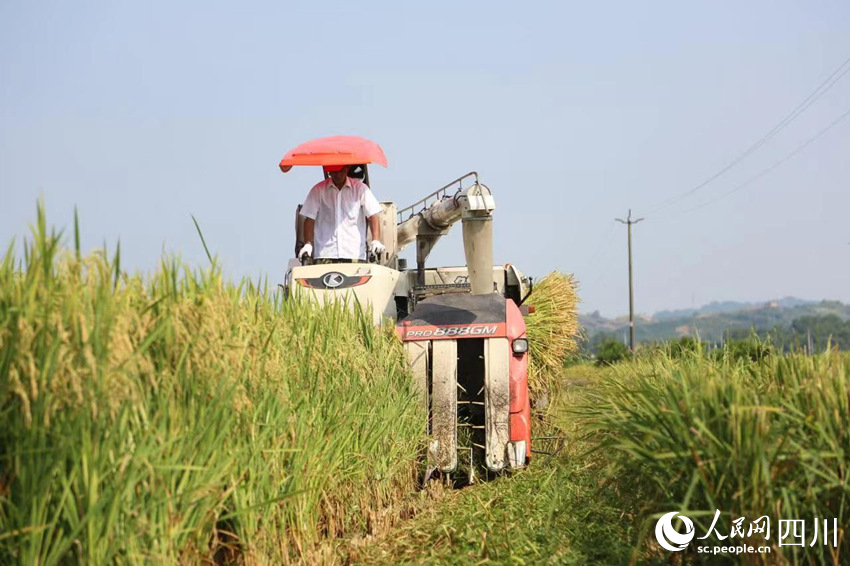 水稻制种田里“双抢”忙。马诗雨摄