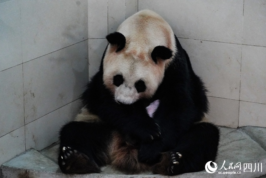 大熊貓“翠翠”帶崽。李傳有攝