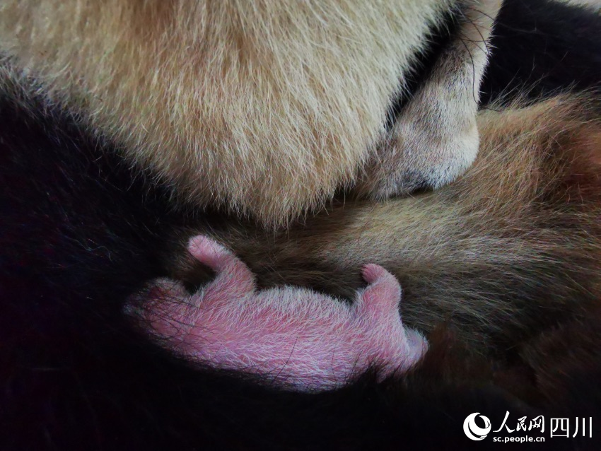大熊猫“翠翠”新生幼崽第1天。魏荣平摄 