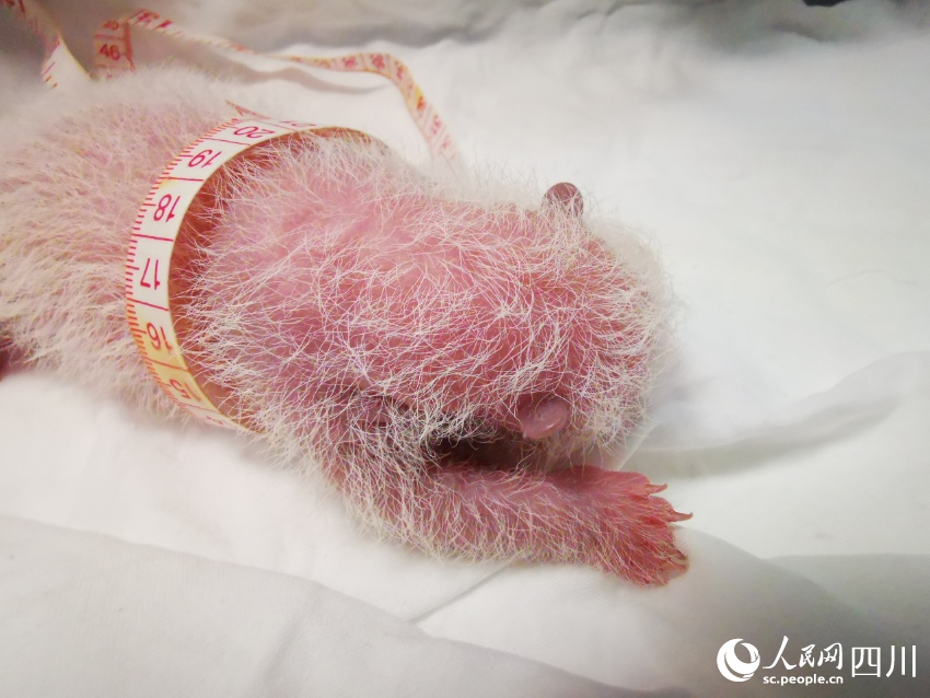 大熊猫“翠翠”新生幼崽5天。魏荣平摄