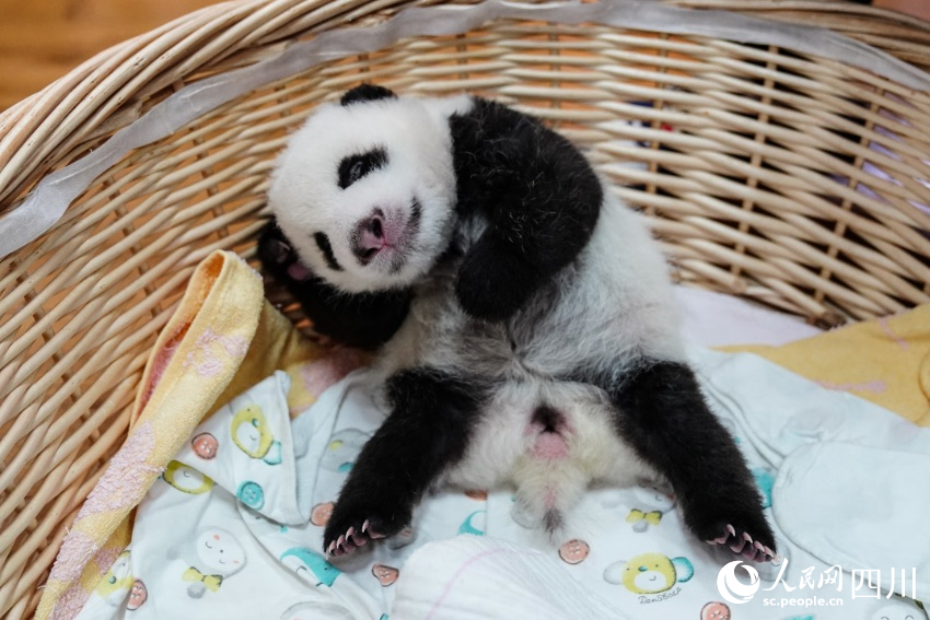 大熊猫“博斯”幼崽49天。李传有摄