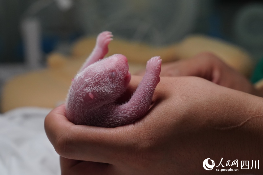大熊猫“妍惠”幼崽。李传有摄