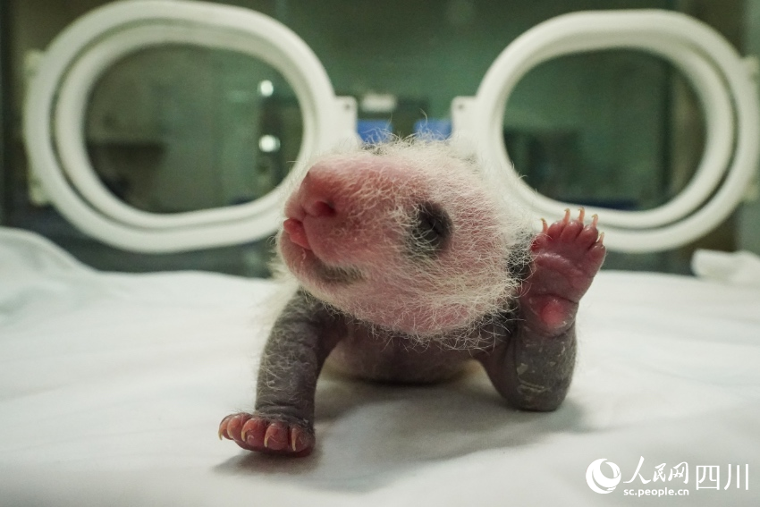大熊猫“瑛华”幼崽18天。李传有摄