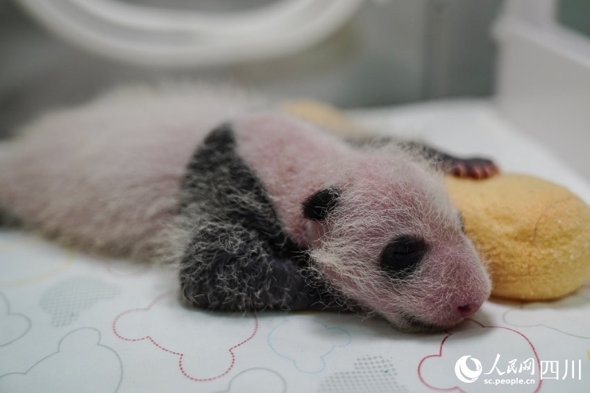 大熊猫“知春”幼崽19天。李传有摄