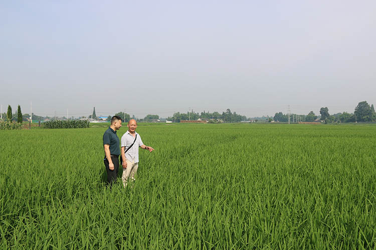 水利人员在田间了解水稻长势及需水情况。什邡市融媒体中心供图