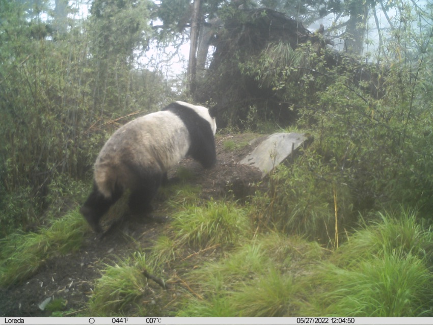 5月27日，野生大熊猫再一次出现。大熊猫国家公园唐家河片区供图