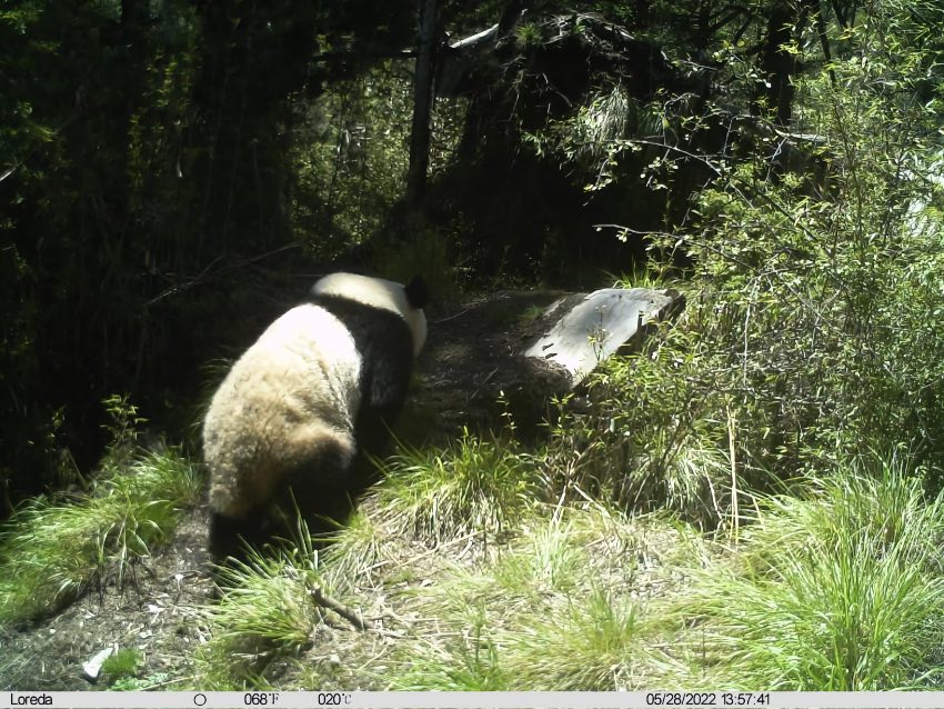 5月28日，野生大熊猫第四次出现在镜头里。大熊猫国家公园唐家河片区供图