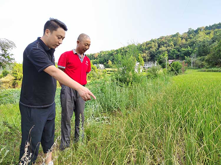 与村民查看水稻长势。苍溪县融媒体中心供图